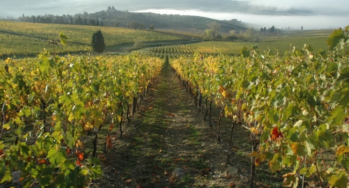 View of Tuscany cellars during a wine tasting tour